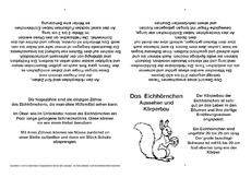 Eichhörnchen-Faltbuch-Aussehen und Körperbau.pdf